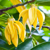 Ylang Ylang