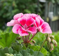 Geranium