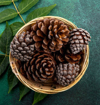 Cedarwood
