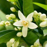Neroli