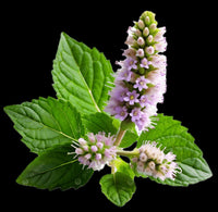 Patchouli