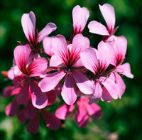 Rose Geranium
