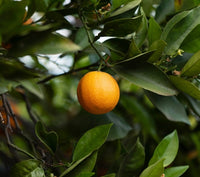 Petitgrain