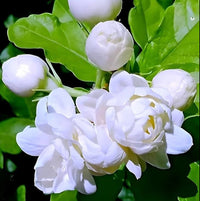Jasmine Sambac